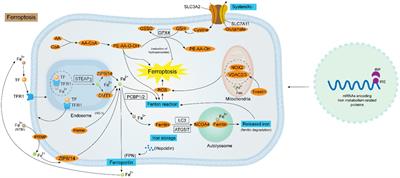 Focus on the role of calcium signaling in ferroptosis: a potential therapeutic strategy for sepsis-induced acute lung injury